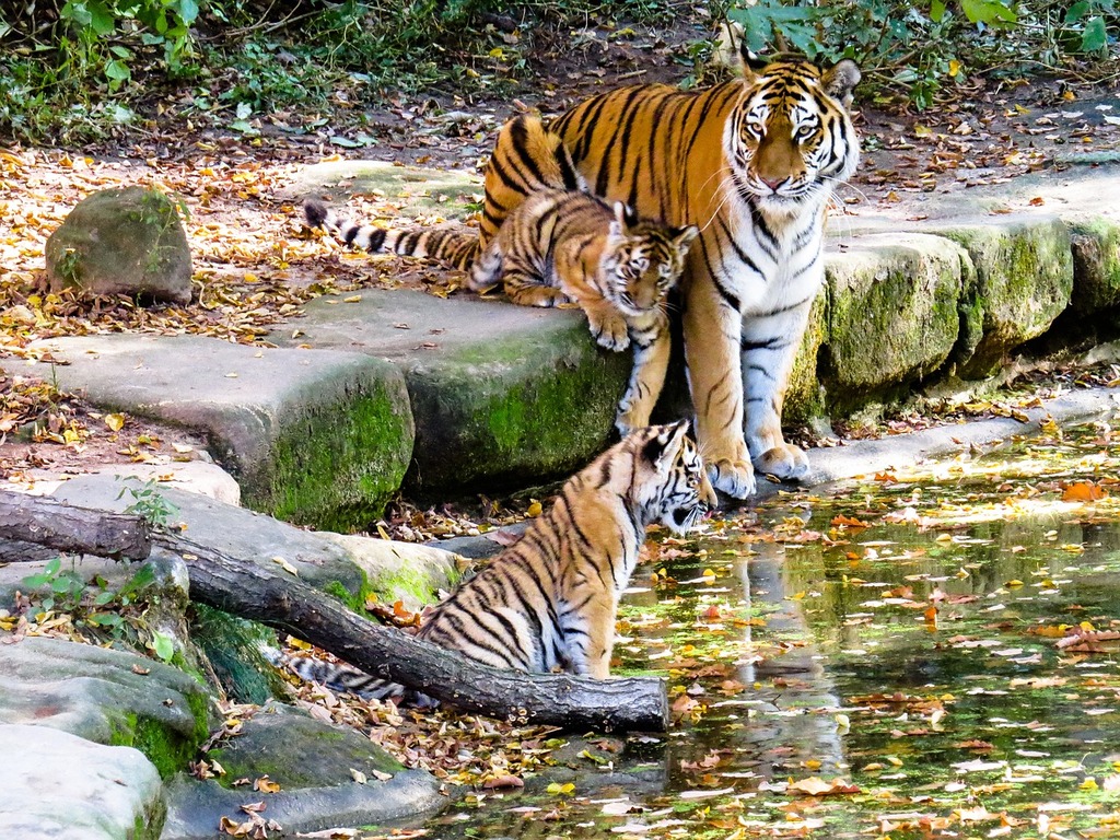 Best Time to Visit Corbett National Park