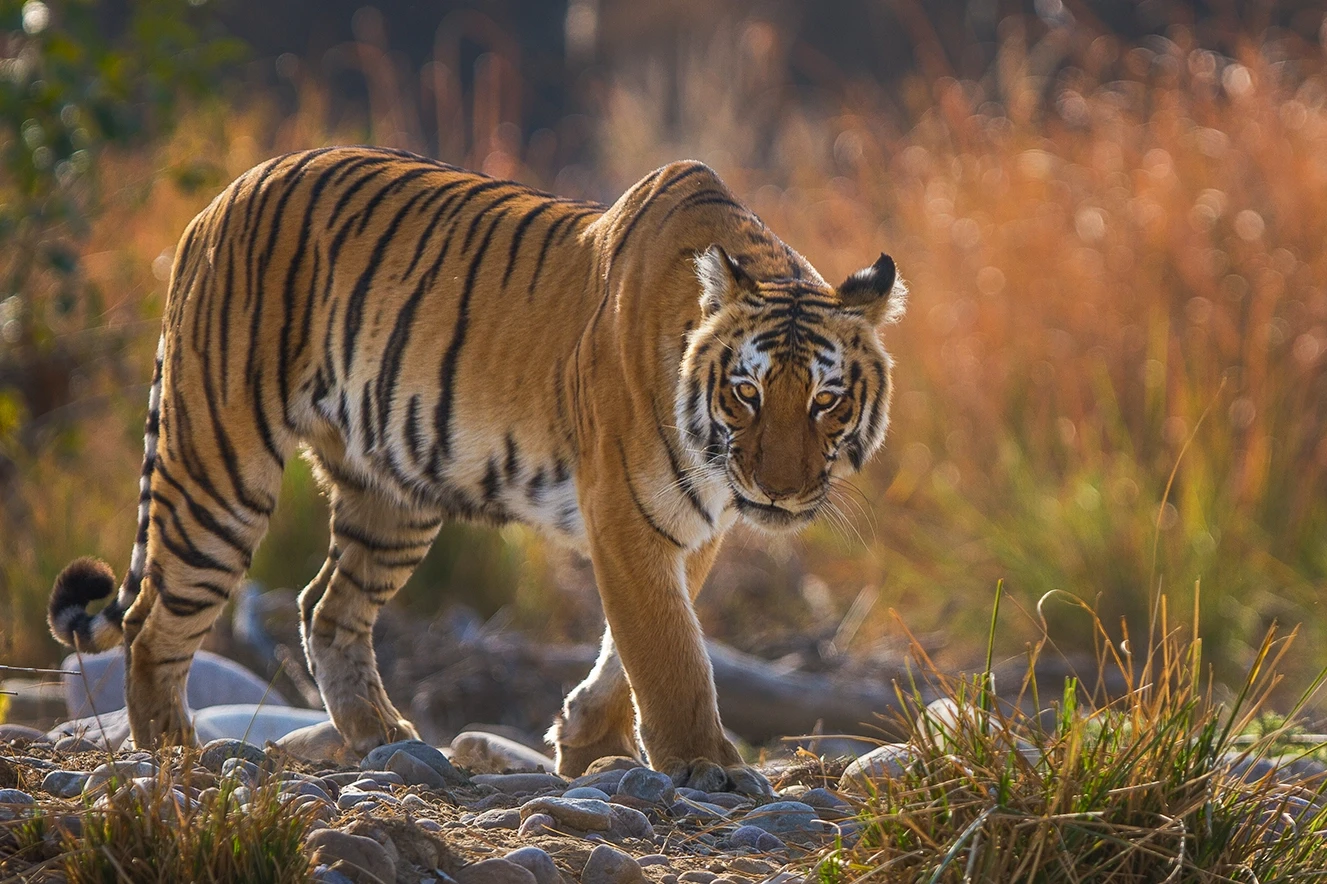 Safari Zone in Corbett for Wildlife Encounters