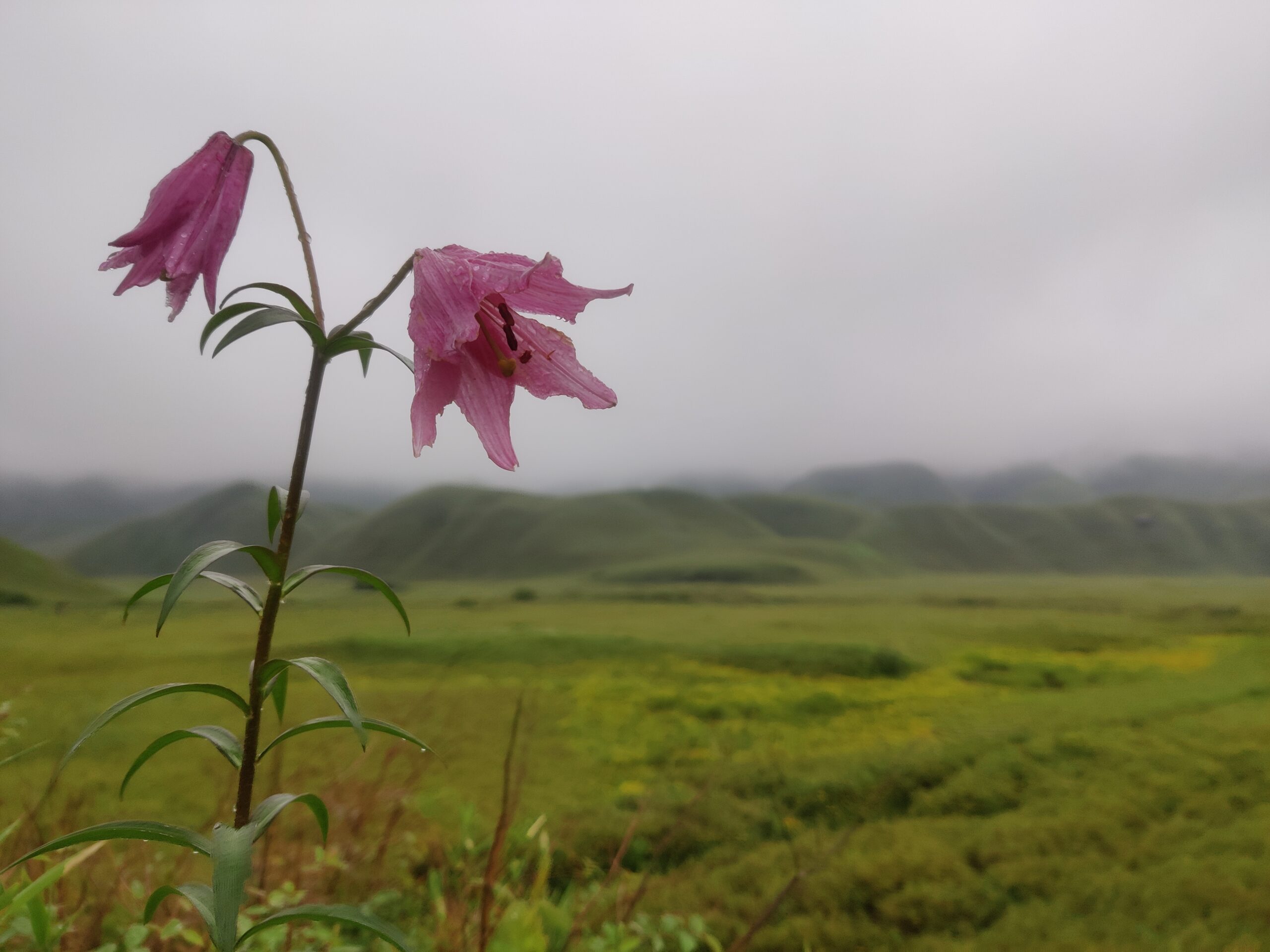 Dzukou Valley Flowering Season