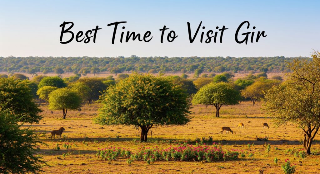 Best Time to Visit Gir
