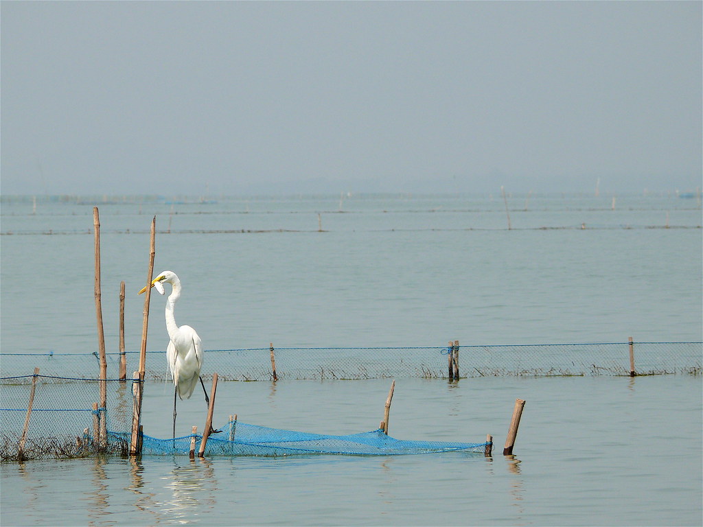 chilika lake