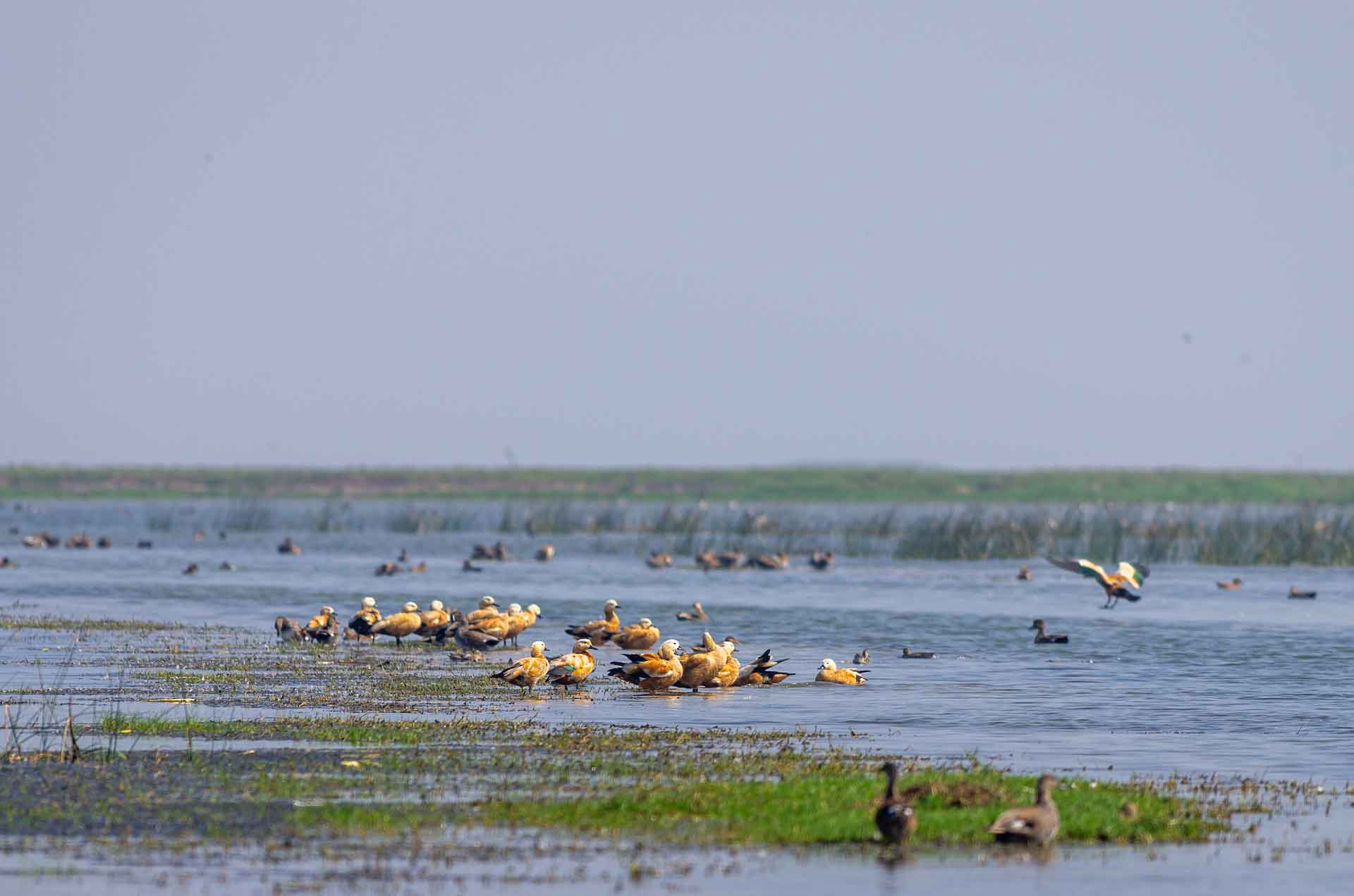 Nalabana Bird Sanctuary