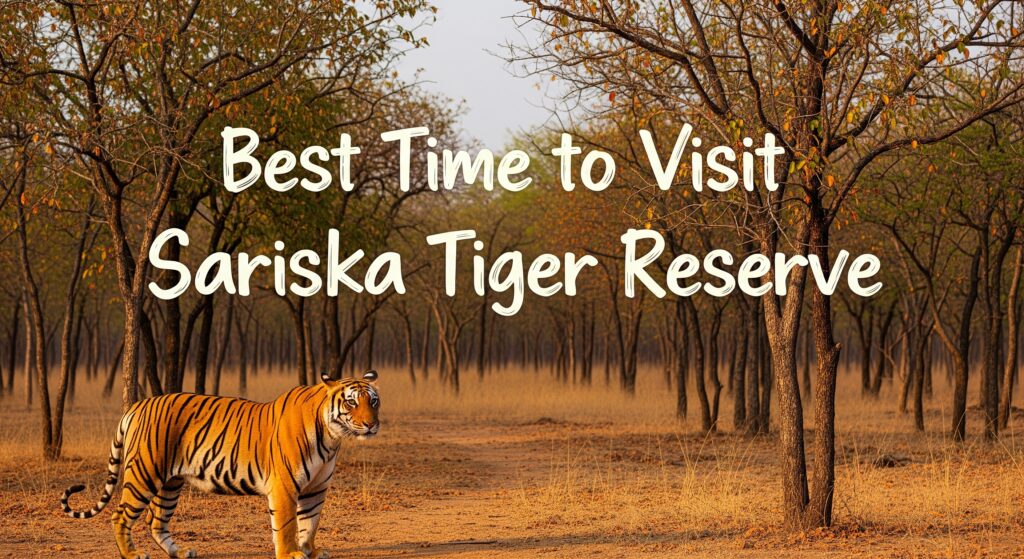 Best Time to Visit Sariska Tiger Reserve