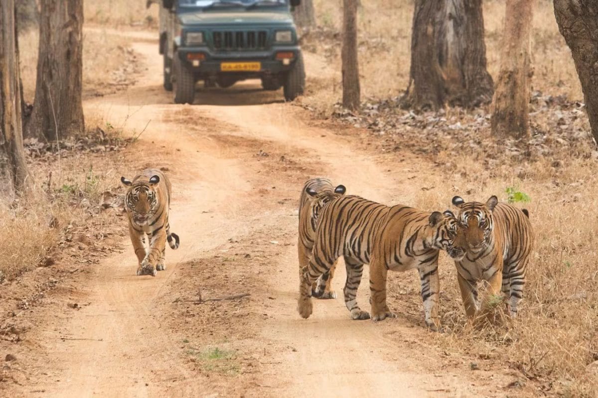 Best Time to Visit Sariska Tiger Reserve