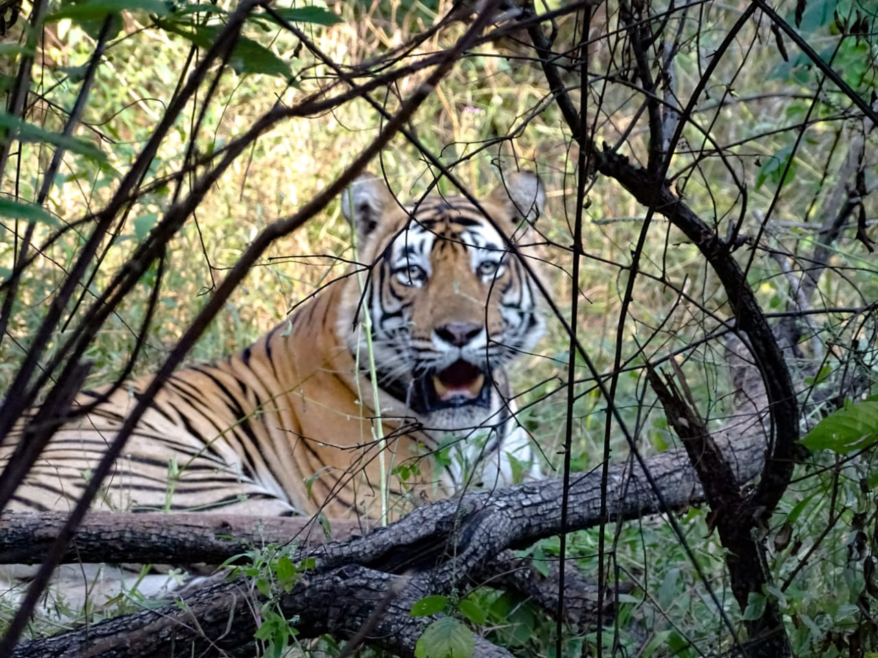 Sariska Tiger Reserve