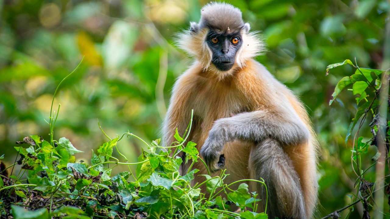 Hoollongapar Gibbon Sanctuary