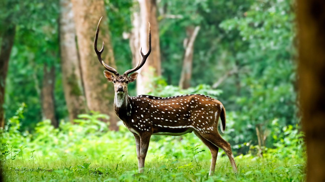 KBR National Park