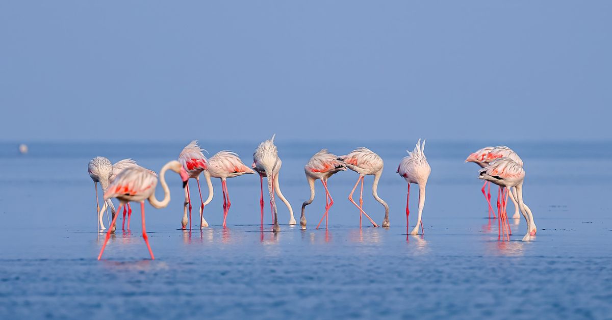 Pulicat Lake