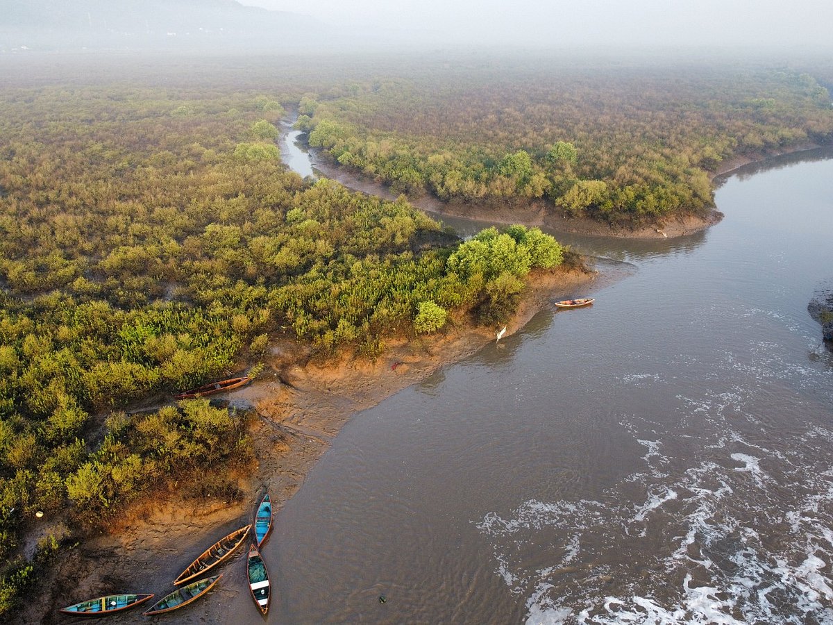 Jaigad Creek Mangroves