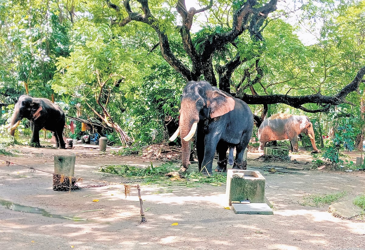 Punnathur Kotta Elephant Sanctuary Temple