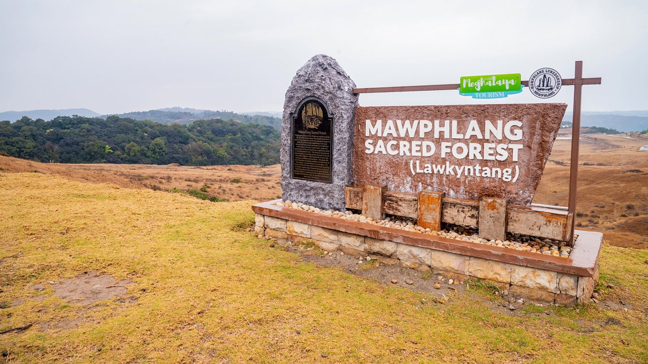 Mawphlang Sacred Forest Ancient Grove