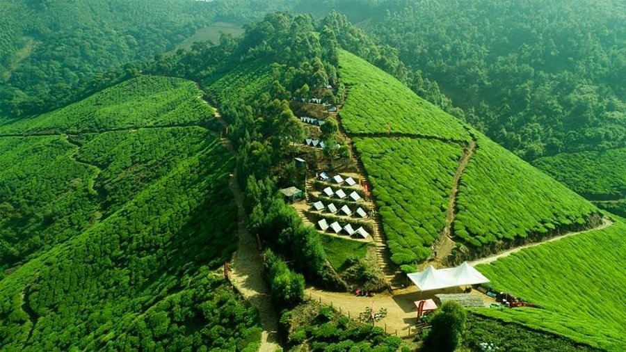 Suryanelli Tea Gardens